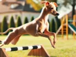 Entrenamiento galgo italiano