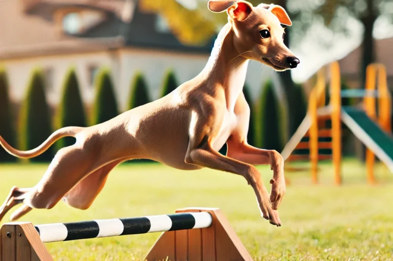 Entrenamiento galgo italiano